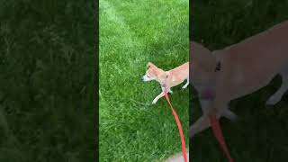 Video preview image #1 Chihuahua Puppy For Sale in Wheaton, IL, USA