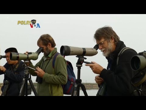 VOA - MENINGKATNYA MINAT BIRDWATCHING MUNCULKAN PRODUK PEMANTAU PINTAR