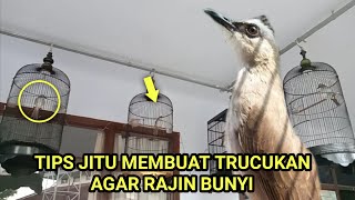 Download lagu Tips Jitu Merawat Trucukan Agar Rajin Bunyi Dan Gacor mp3 Download lagu Tips Jitu Merawat Trucukan Agar Rajin Bunyi Dan Gacor mp3