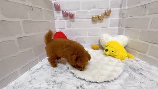 トイプードルの動画02