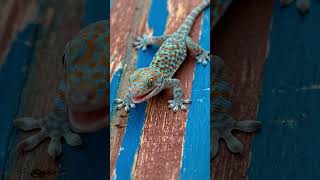 Download lagu Cicak cantik #cicak #hewan #cicakpeliharaan mp3