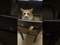 King B Daddy cute cat playing peek-a-boo #friendlycat #catlove#cutecatvideos #funnycatvideos