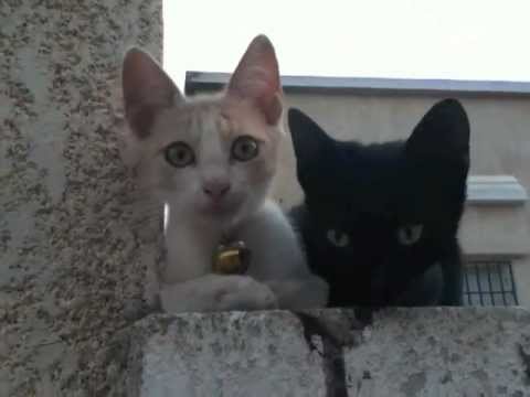 Cute Cats and Kittens Playing - " Don't Worry About It "