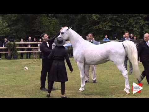 N.188 EAGLERIDGE PASSIONATA - Bruges 2015 International - Mares 7-9 years old and older (Class 109)