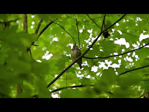 Wood Thrush