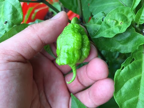 2017 Super Hot Peppers Growing Season - Ep. 09 - Fruits Ripening
