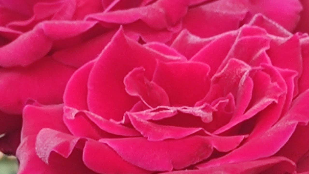 Правильный уход за розой для обильного цветения. &quot; Сатчмо&quot;