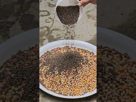 Mixing pigeon food #pigeon #голубь #kalapati #حمامة #kabootar #pigeonlover #pet