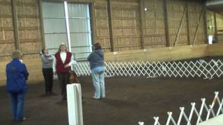 JOHNNY All Breed Obediecne Trial, 2- 27-10  Score of 199 1/2, 1st  PLACE & High In Trial,