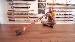Jesse Lethbridge Didge Key of D (#2544) at Didgeridoo Breath
