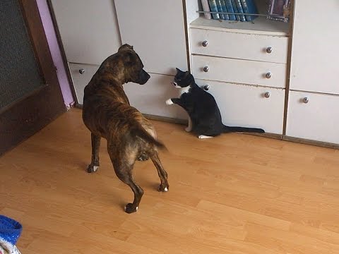 When cat and dog live under one roof