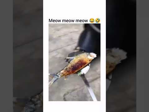 Cat enjoying some cooked fish 🐟 #fypシ #fypシ #fypシ #fypシ 