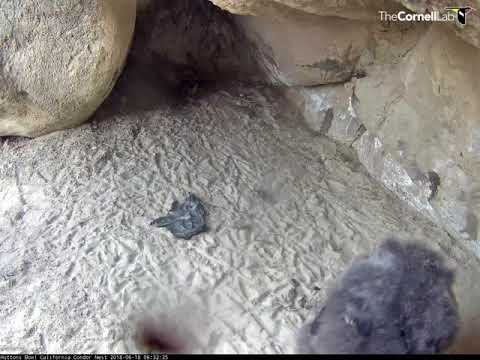 California Condor Chick Casts A Pellet – June 18, 2018