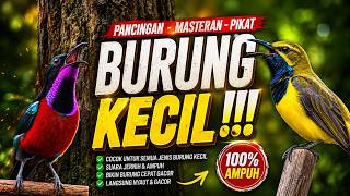 Download lagu MASTERAN PANCINGAN PIKAT BURUNG KECIL – DIJAMIN NYAUT GACOR! mp3 Download lagu MASTERAN PANCINGAN PIKAT BURUNG KECIL – DIJAMIN NYAUT GACOR! mp3