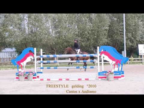 Freestyle - Experience on CSI 5* level