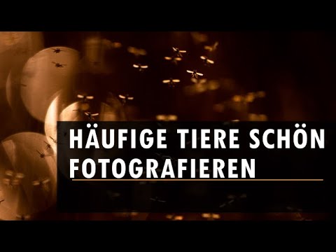 Naturfoto Tutorial - Häufige Tiere schön fotografieren (Makros)