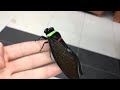 This cicada, Tacua Speciosa, looks like a toy