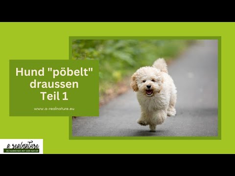 Hund "pöbelt" draussen - Teil 1
