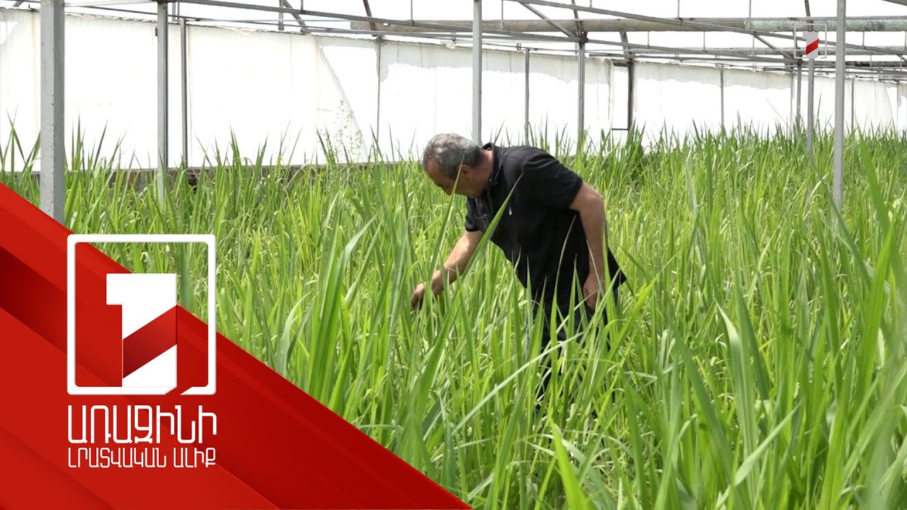 Սուպեր նապիեր գրասս. այլընտրանքային կերաբույսի արդյունավետությունը հիմնավորվել է