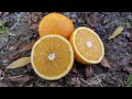 Citrus sinensis "Hamlin" برتقال هاملين #agrumes #citrus #حمضيات