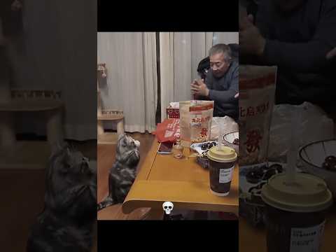 Cats imitate owner ☠️