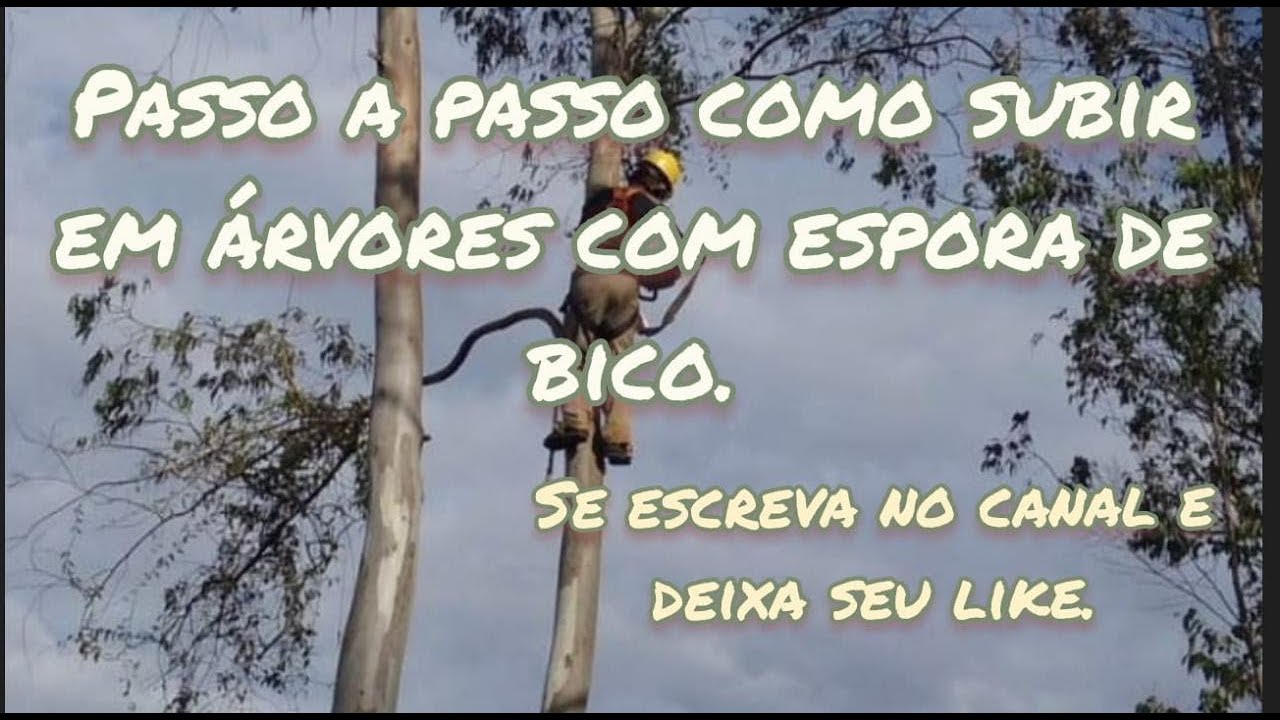 como subir em árvores com espora de bico #testando kit para subir em árvores. @wgsjardinagem