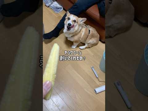 とうもろこしが大好きなコーギーがとった行動 #shorts #コーギー #アテレコ #セラポッケ楽天