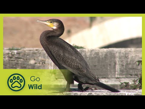 Rome City Strikers - Wild Italy: Top Predators 6/6 - Go Wild