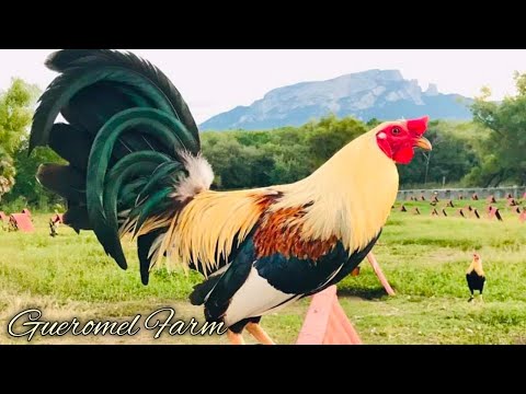 Yellow leg McLean hatch Grey - GUEROMEL FARM