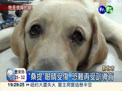人狗攻擊傷眼! 導盲幼犬恐退役