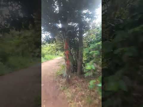 Como llegar a Miralvalle | Santa Cruz Naranjo 