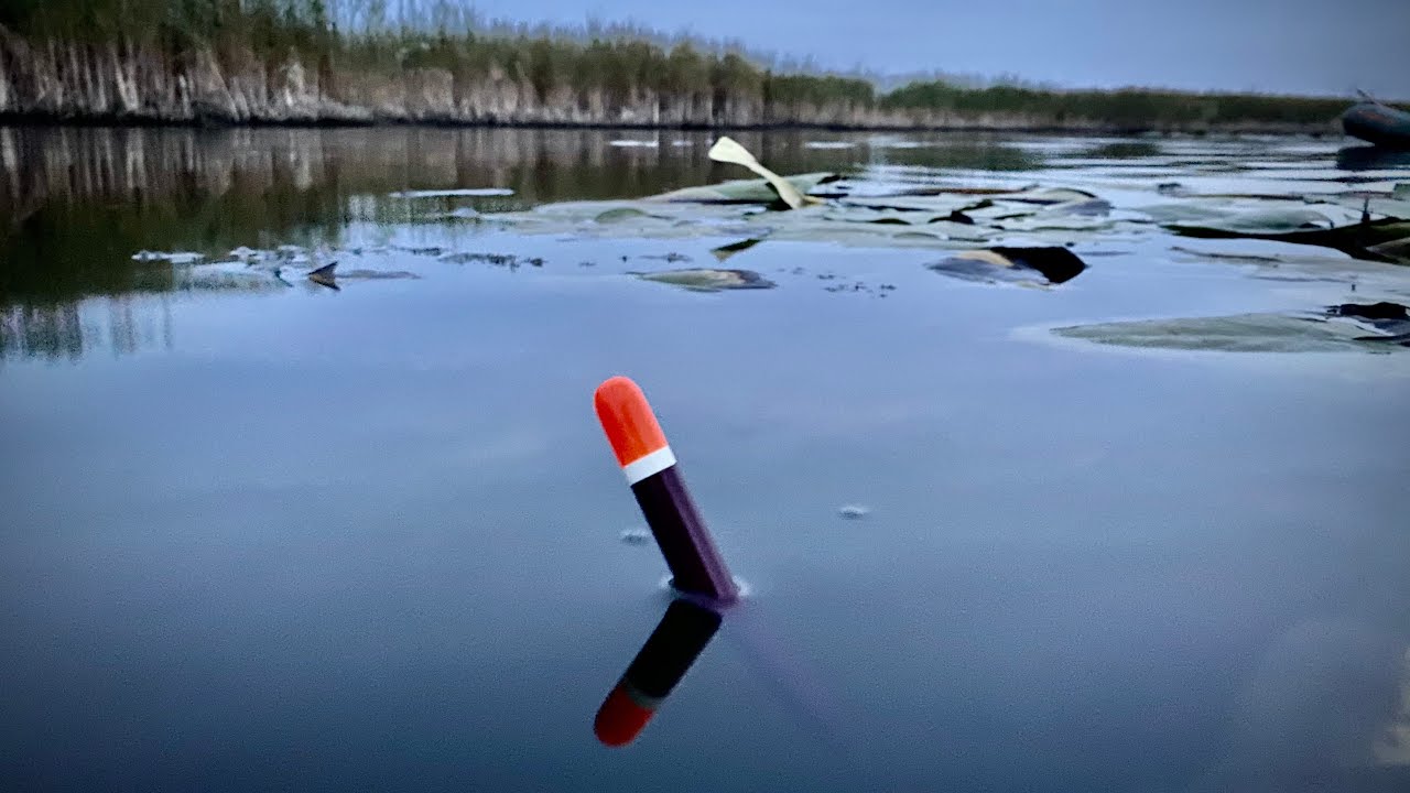 Ловля КАРАСЯ на реке Сула на ПОПЛАВОК!