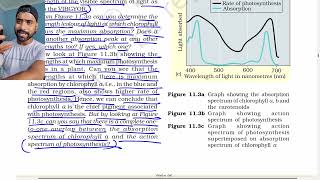 Photosynthesis in higher plants class 11th, Pigments involved in photosynthesis, Part 4, NCERT