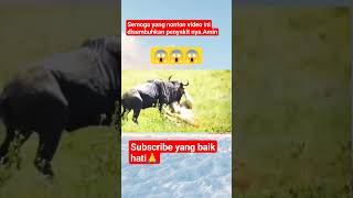 Download lagu Pertarungan singa dan banteng || Lion and bull fight mp3