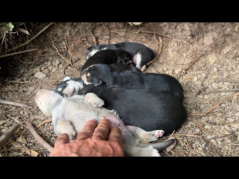 Wir konnten uns nicht zurückhalten, als wir dieses auf dem Rücken schlafende Hündchen sahen