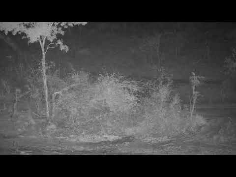 Djuma - Civet quickly walks through - 20:42  - 10/13/20