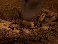 Dinosaurio 2000 La Película Parte 1