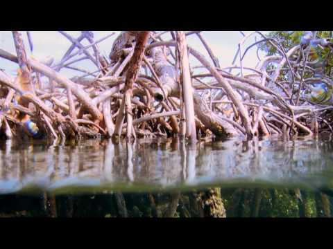Nature Is Speaking: Jaclyn Jose ang Tahanan