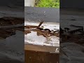 Termite infestation