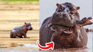 Before   After Animals Growing Up   Amazing Animal   Transformation Animals Grow Up95