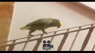 parrot slides down banister, with great style