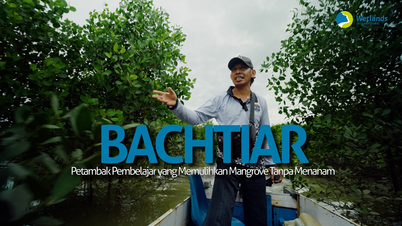 How an aquaculture farmer is restoring mangroves in Indonesia