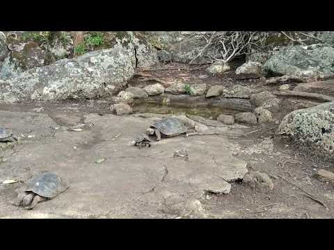 Conoce a las tortugas únicas de la Isla San Cristóbal en Galápagos 
