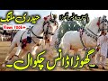 Haideri Malang Horse Dance Cultural Equestrian Show Old Vlog Not Mechanical Content