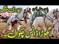 Horse Dance Jashn e Baharan Chakwal 🌃 | Fakhr e Chakwal Haideri Malang Horse | Ghora Nach 2023