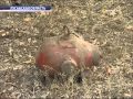 ТК Донбасс - Опасная находка в Луганской области 