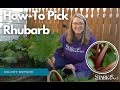 Video preview for How to Pick Rhubarb - No Cut Method