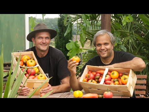 , title : 'Live aus der Gartenoase - Tomaten, Gemüse und viele Gartentipps vom Gärtner.'