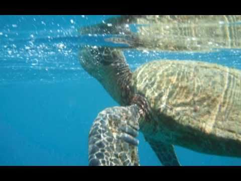 Hawaii Underwater with Music by Acoustic Ocean - Relax and Unwind!