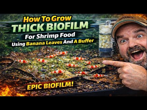 How To Grow Thick Biofilm For Shrimp Food Using Banana Leaves And A Buffer